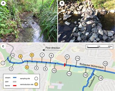 Using Environmental DNA to Monitor the Reintroduction Success of the Rhine Sculpin (Cottus rhenanus) in a Restored Stream